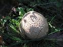 2011-10-02, Pilze (21)